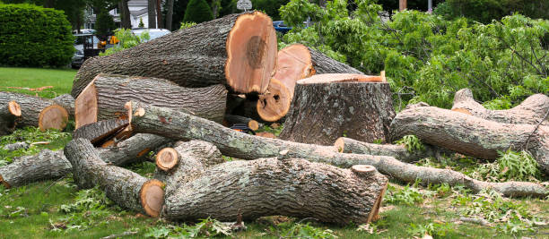Reliable Silver City, NM Tree Care Solutions